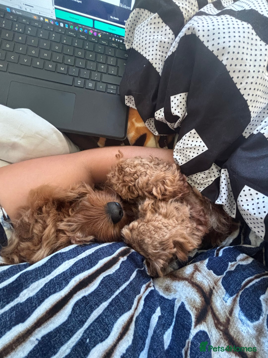 Mixed Breed dogs for sale: Puppies looking for a loving family  - Image 32