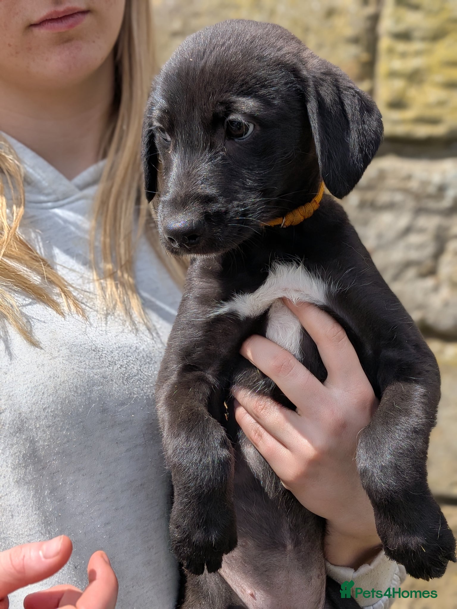 Lurcher dogs Whippet/Bedlington puppies (Lurcher) - Advert 2