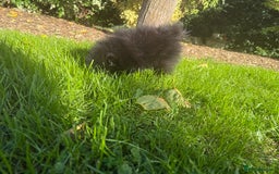 Pomeranian dogs for sale: 🧸🌈 Genuine Teddy Bear Poms Rainbow litter 🌈🧸 - Image 13