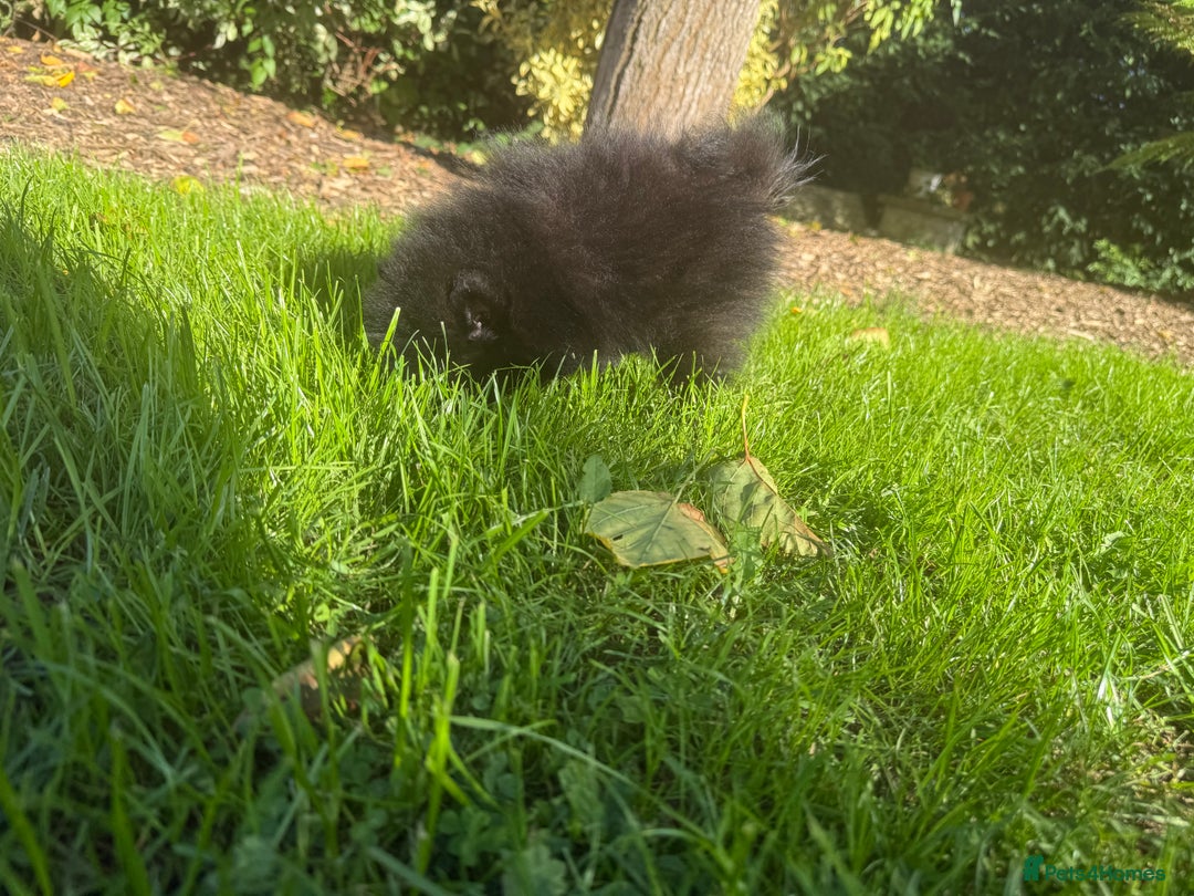 Pomeranian dogs for sale: 🧸🌈 Genuine Teddy Bear Poms Rainbow litter 🌈🧸 - Image 13