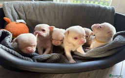 Pug dogs for sale: 7 boys ready to go next week!!!🩵 - Image 20
