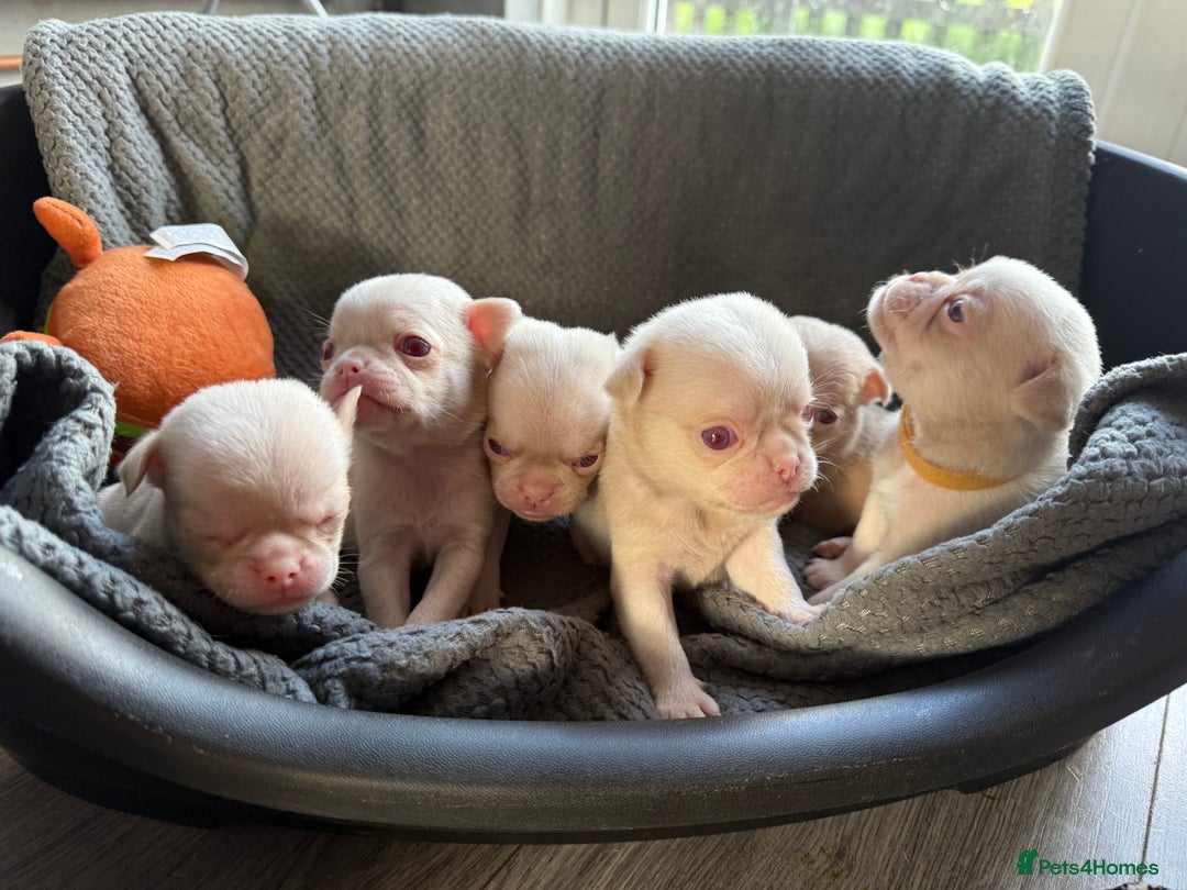 Pug dogs for sale: 7 boys ready to go next week!!!🩵 - Image 20