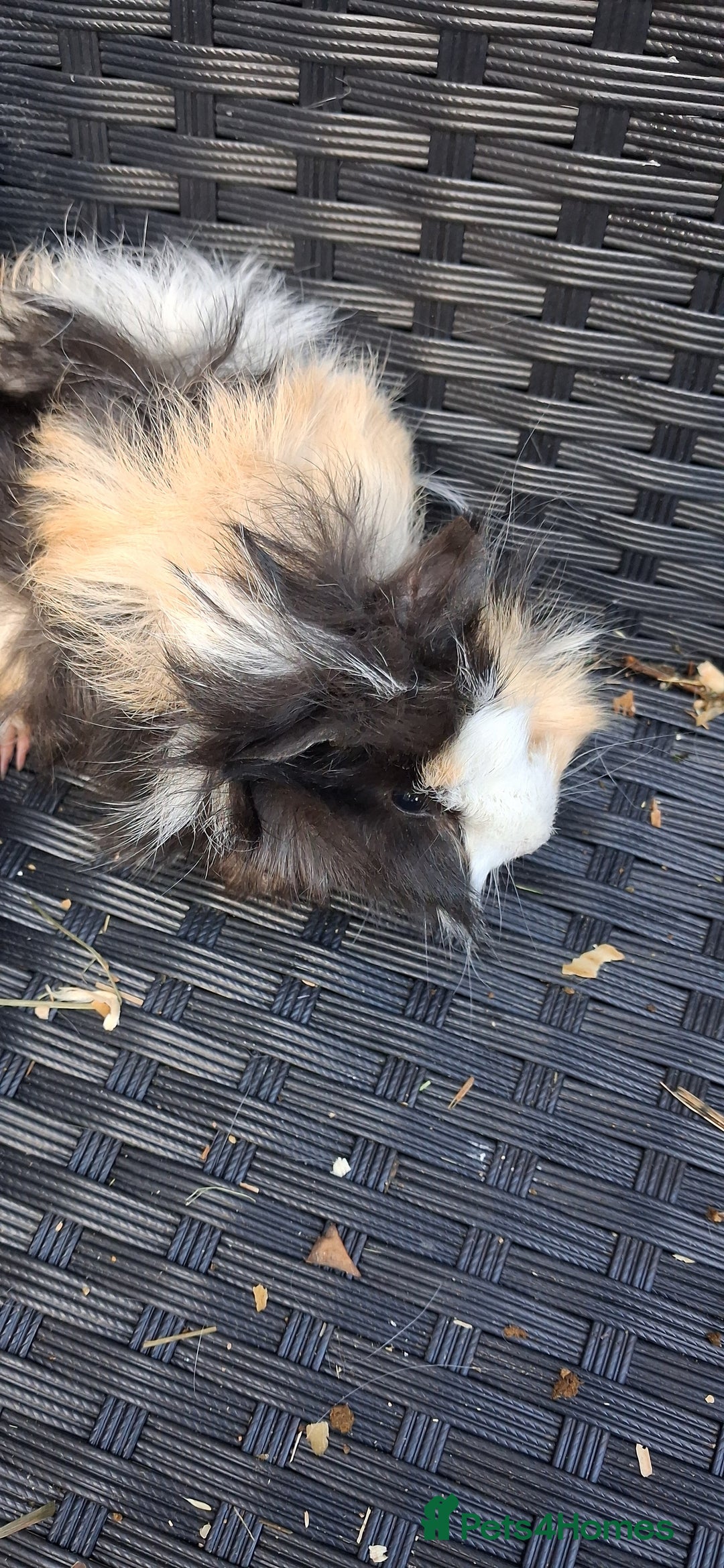 Guinea Pig rodents for sale: Baby boy guinea pigs ready to leave now  - Advert 2