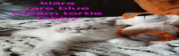 Exotic cats for sale: PEDIGREE GCCF PERSIAN EXOTIC BABIES - Advert 16