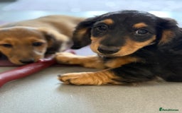 Miniature Dachshund dogs for sale: ⭐️ Miniature Long Haired Dachshund Pups ⭐  - Image 24