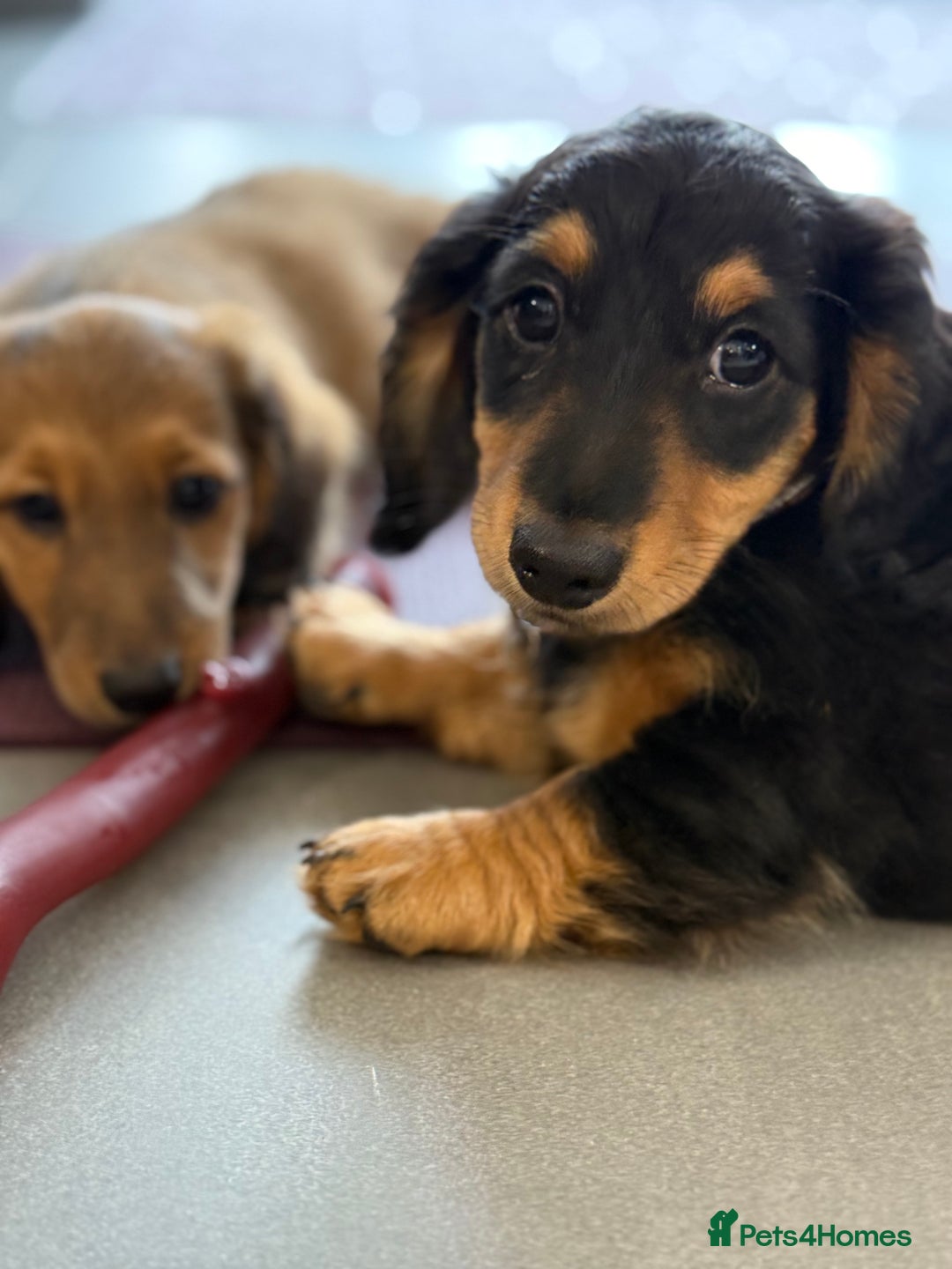 Miniature Dachshund dogs for sale: ⭐️ Miniature Long Haired Dachshund Pups ⭐  - Image 24