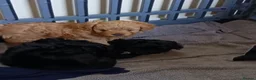 Pomapoo dogs for sale: Goldilocks and 3 little  curly black bears.  in Peterhead - Advert 11