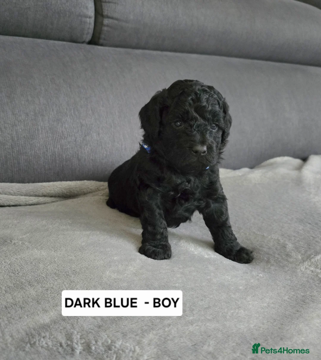 Toy Poodle dogs for sale: BEAUTIFULL BLACK TOY POODLES  - Advert 10