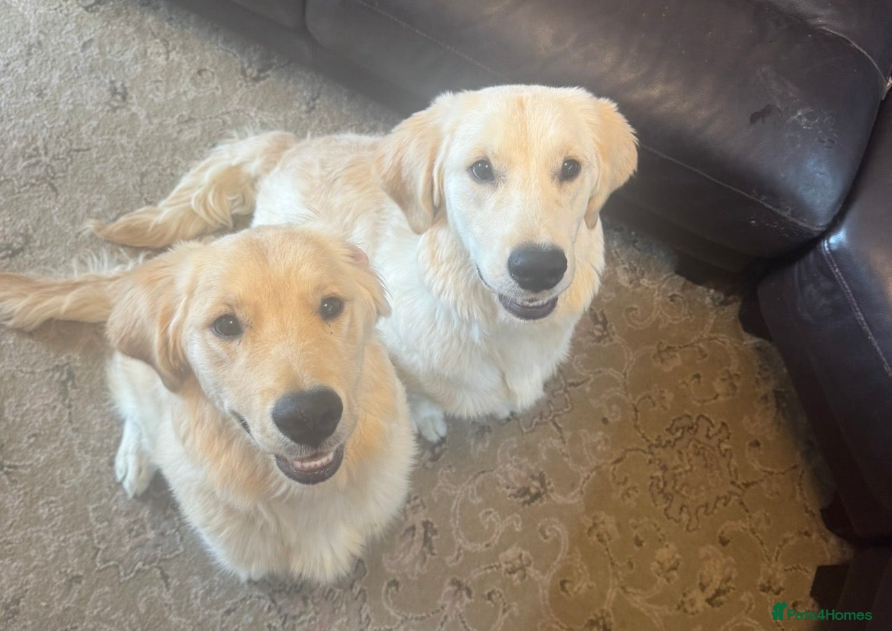Golden Retriever dogs 2 KC Boys  - Advert 1