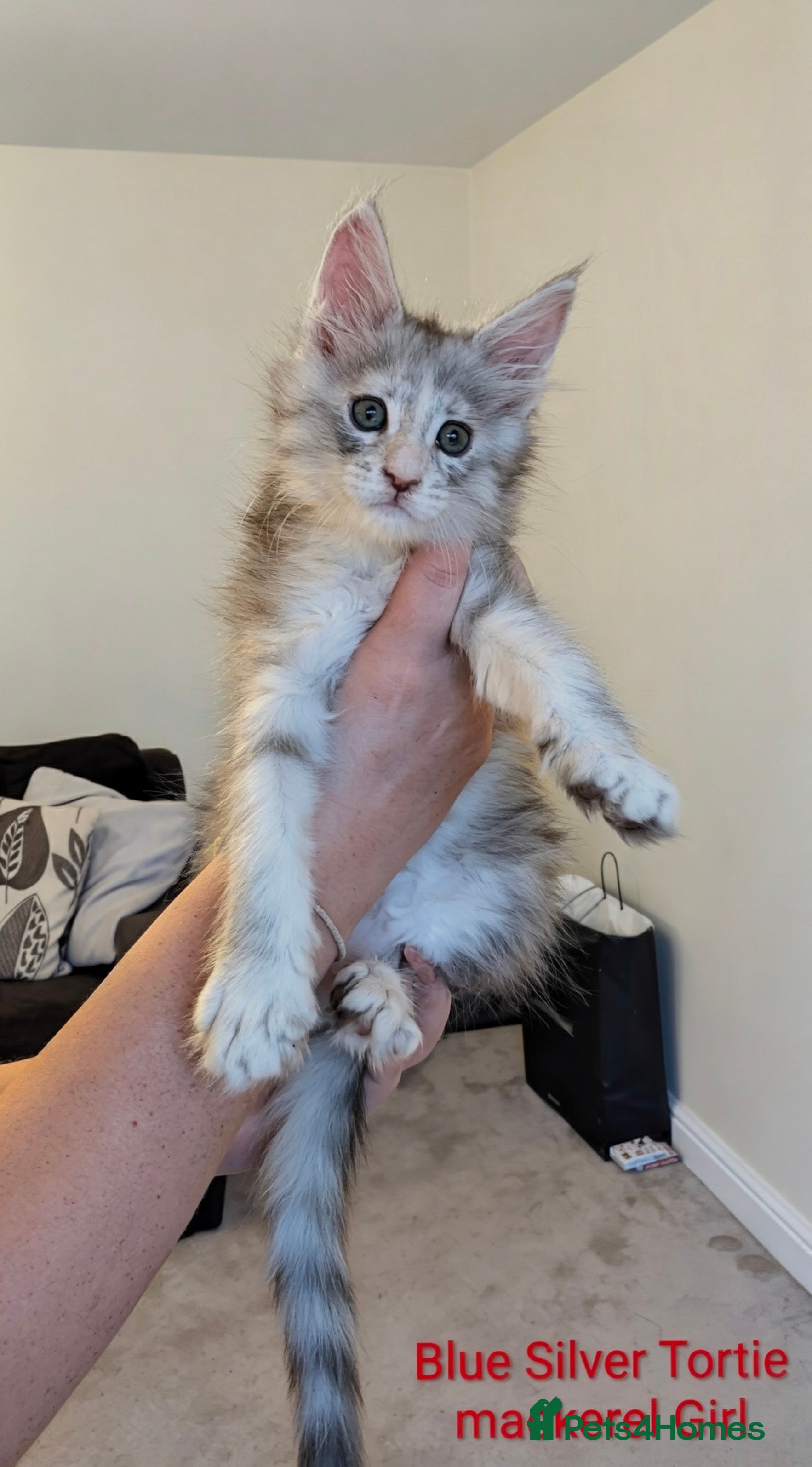 Maine Coon cats Champion Line Female Maine Coon Kittens  - Advert 9