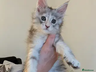 Maine Coon cats Champion Line Female Maine Coon Kittens - Advert 9