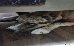 Mixed Breed dogs for sale: Husky cross Staffordshire bull terrier - Image 1
