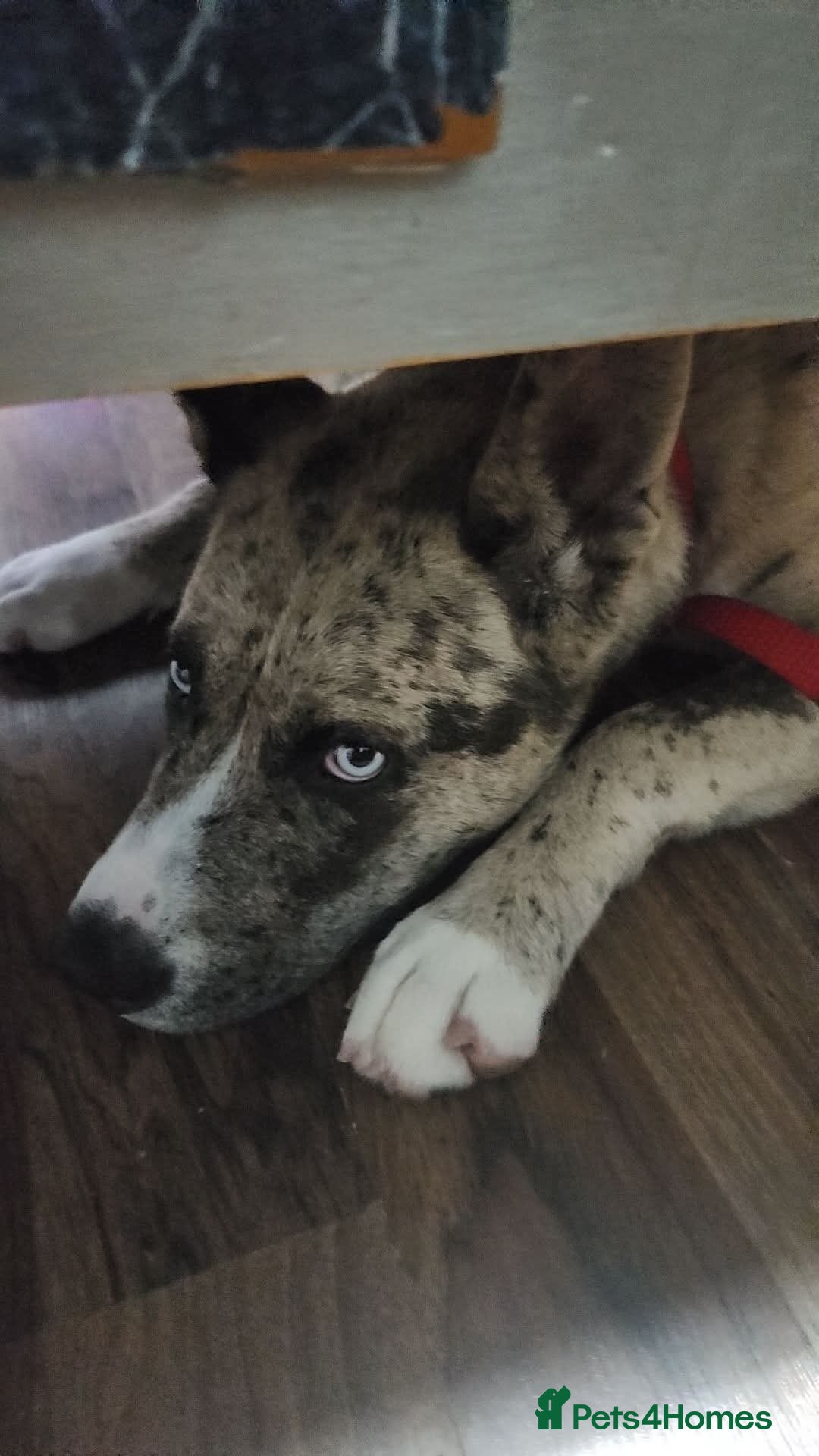 Mixed Breed dogs for sale: Husky cross Staffordshire bull terrier - Image 1