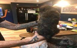 Lurcher dogs for sale: Old skool lurchers 1 boy deer/grey/wheaten/grey - Image 5