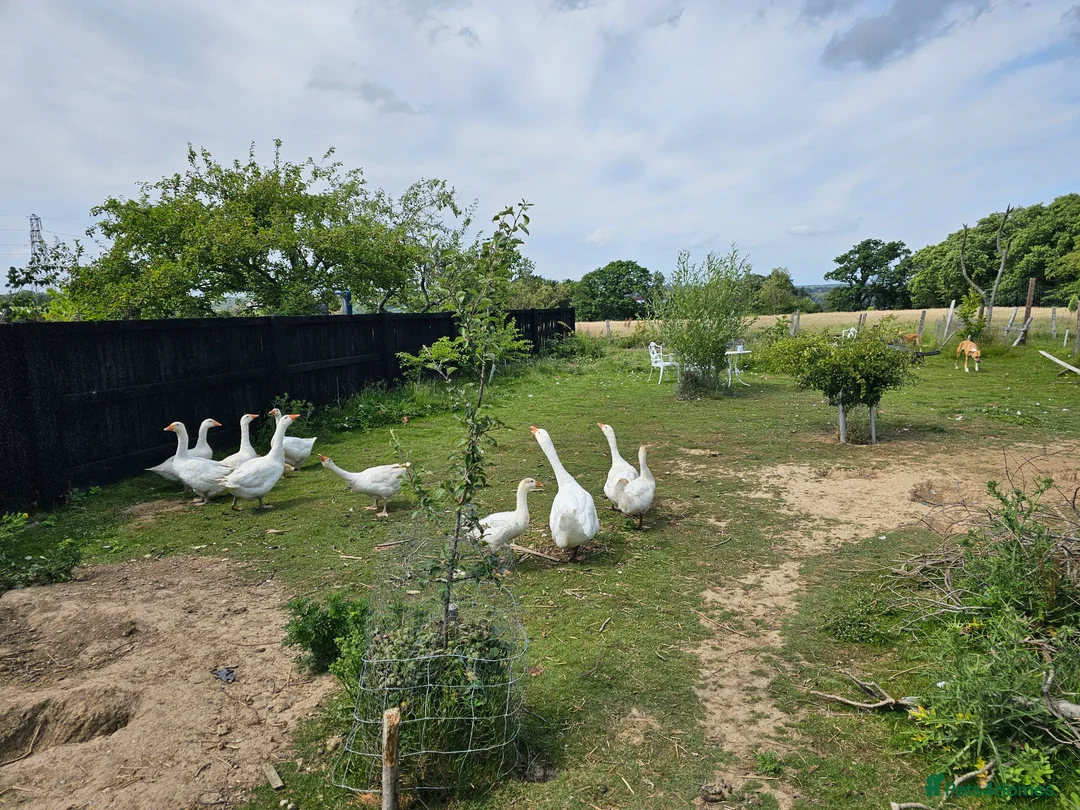 Geese poultry for sale: Ebden Geese / Goslings.  - Advert 5