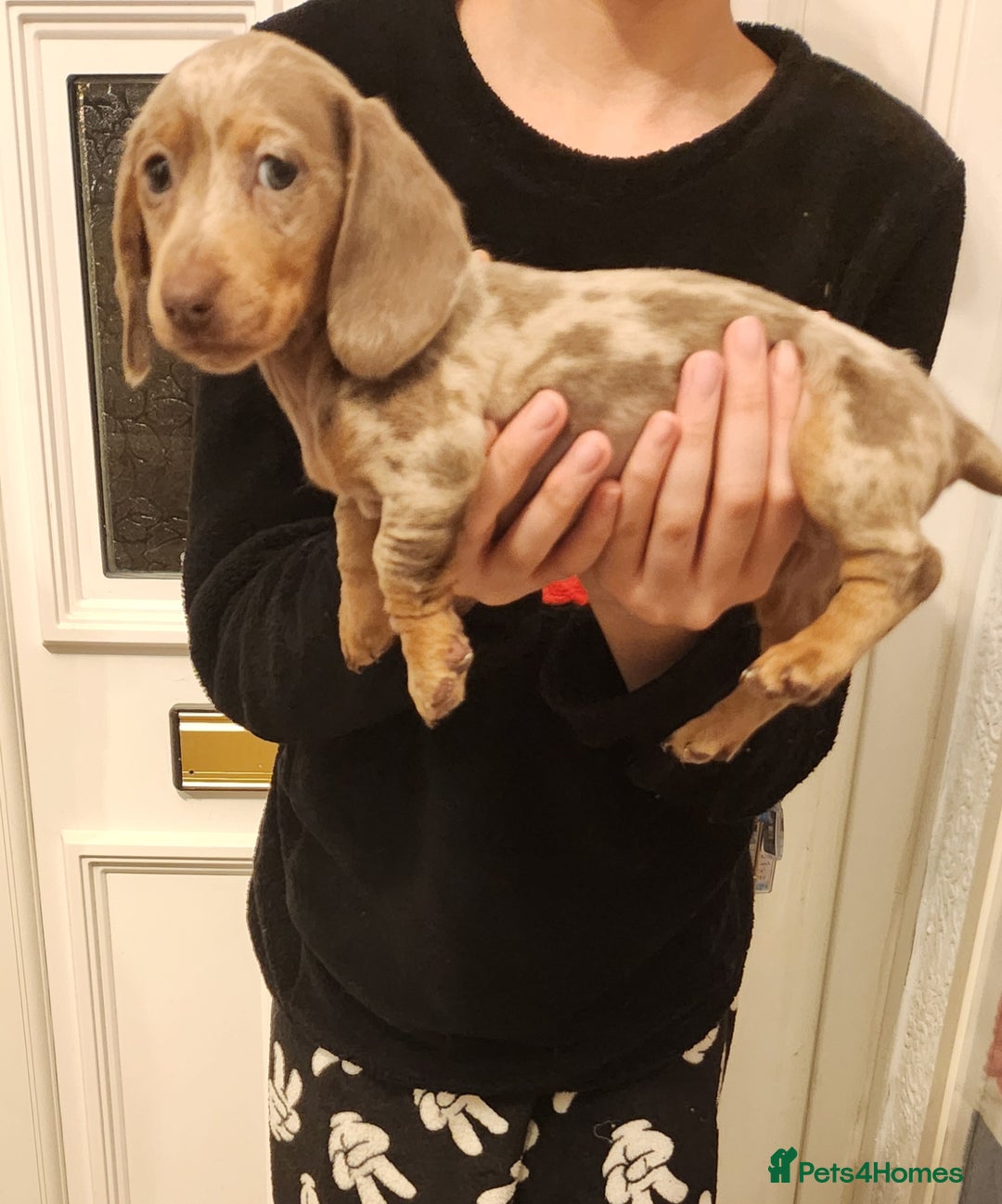 Dachshund dogs for sale: Miniture dashounds - Advert 11