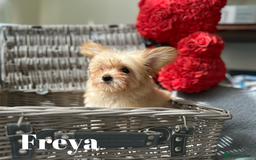 Yorkshire Terrier dogs for sale: Adorable Golddust Yorkshire Terrier Puppies - Image 16