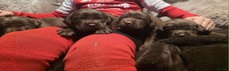 Cockerdor dogs for sale: Chocolate F1 cockerdor puppies  - Advert 3