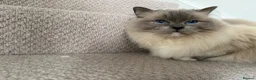 Ragdoll cats for sale: Beautiful female ragdoll - Advert 2