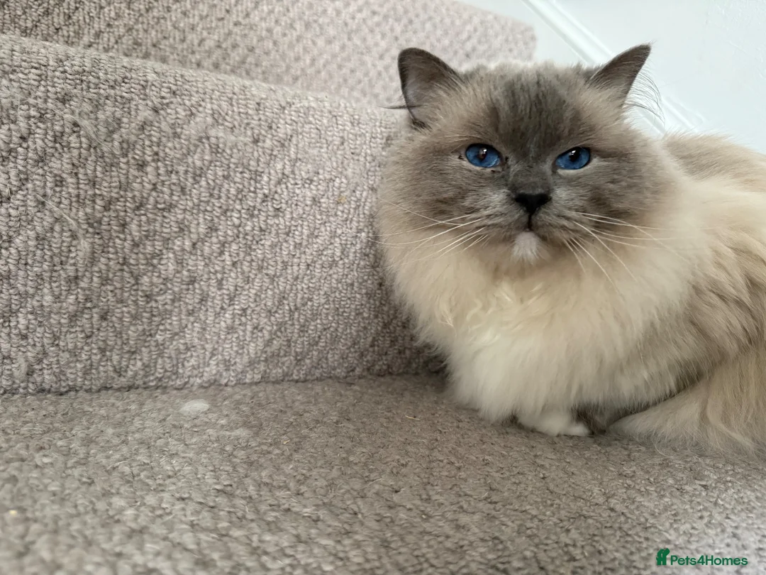 Ragdoll cats for sale: Beautiful female ragdoll - Advert 2