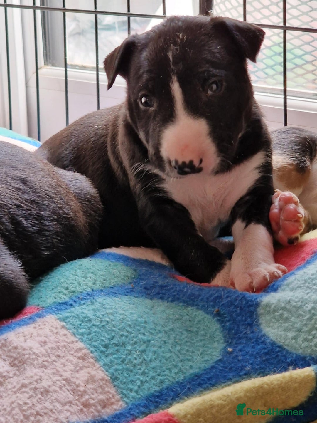 Mixed Breed dogs for sale: Beautiful pups 6 Males - Image 5