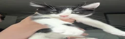 Mixed Breed cats for sale: 4 Beautiful kittens looking for Loving Homes in Bradford - Advert 4