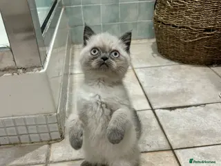 Persian cats Blue colour point exotic kitten - Advert 11