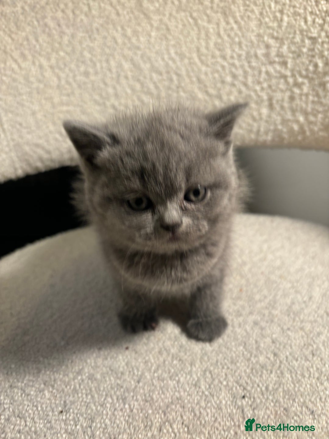 Brazilian Shorthair cats for sale: British Short Hair Kittens Available  - Advert 12