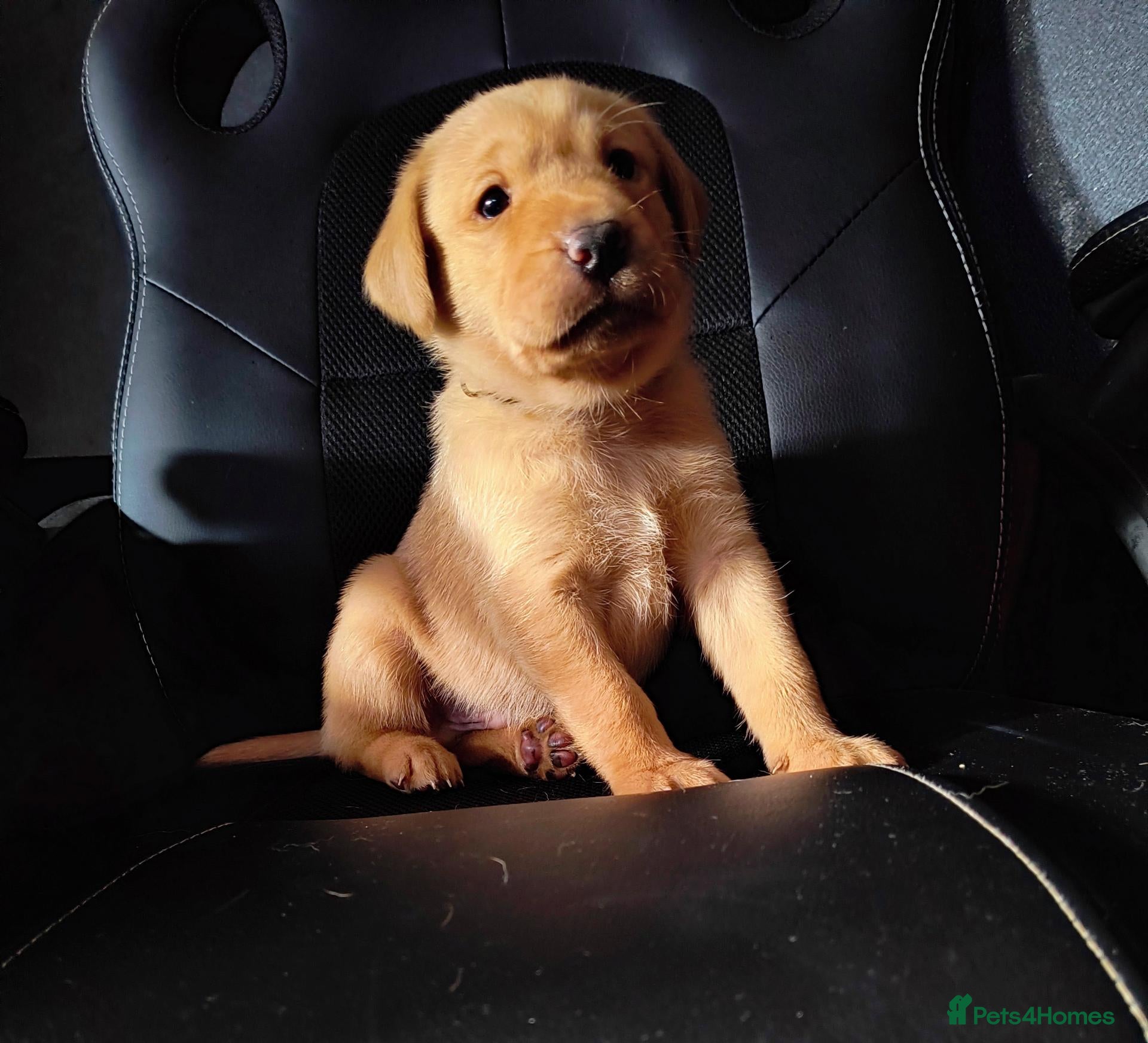 Labrador Retriever dogs  KC registered FTW Sired Labrador puppies  - Advert 1