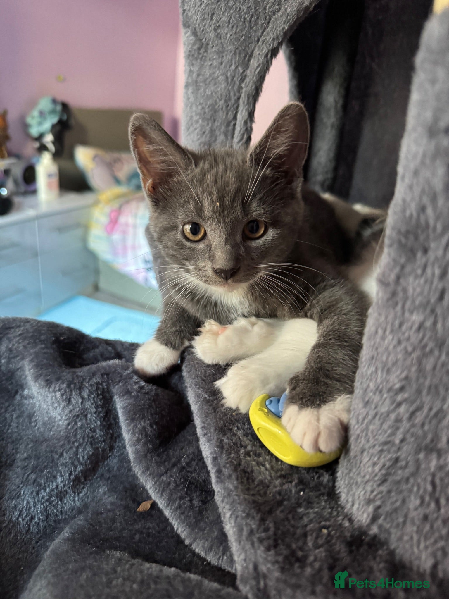 Mixed Breed cats Beautiful grey / black and white  - Advert 8