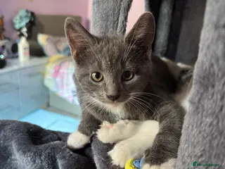 Mixed Breed cats Beautiful grey / black and white - Advert 8