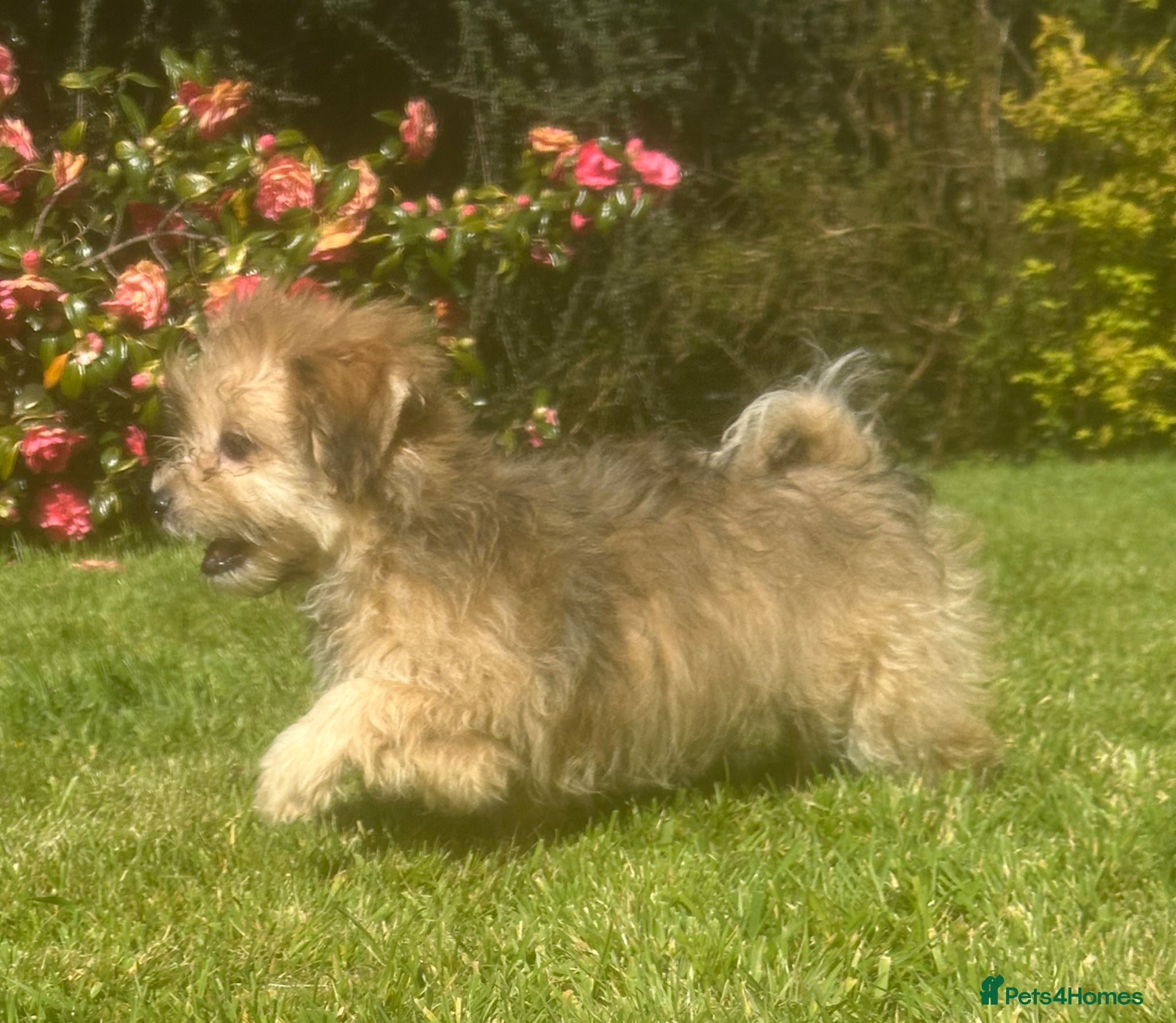Mixed Breed dogs Pomchon huggy bear - Advert 1