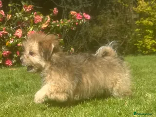 Mixed Breed dogs Pomchon huggy bear - Advert 1