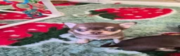 Chihuahua dogs for sale: Chocolate boy and girl chihuahua for sale - Advert 5