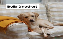 Labrador Retriever dogs for sale: Labrador Retriever Puppies - Image 18