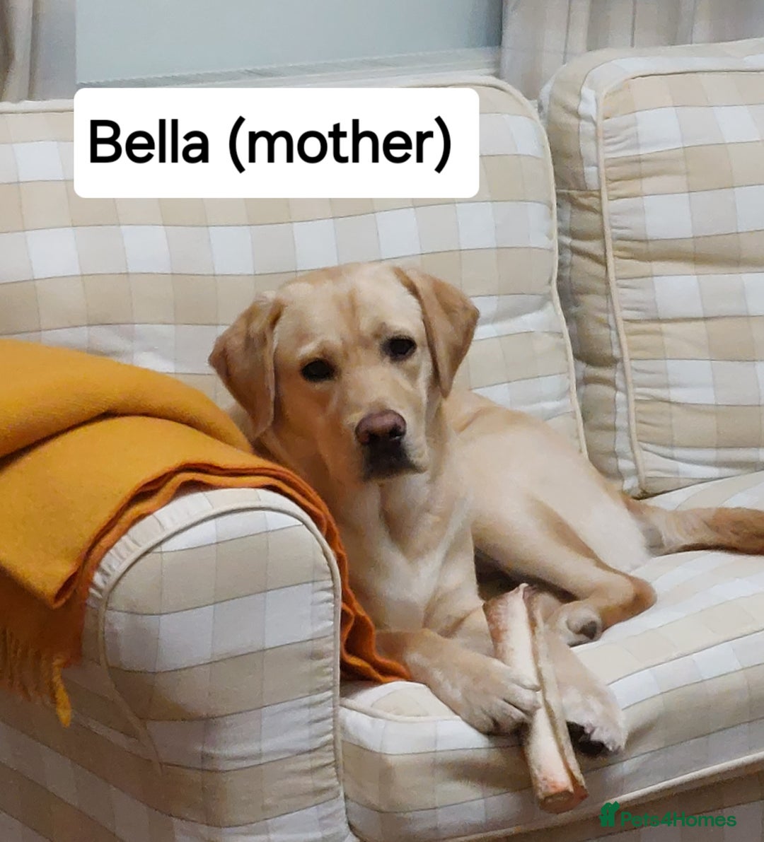 Labrador Retriever dogs for sale: Labrador Retriever Puppies - Image 18