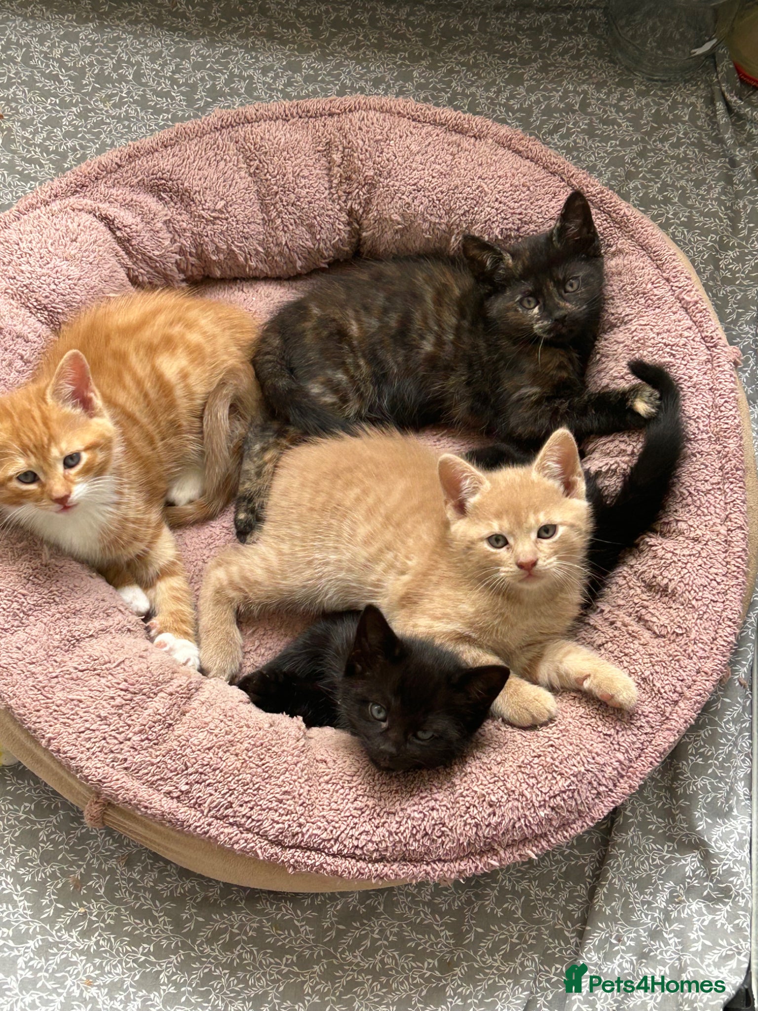 Domestic Shorthair cats Kitties looking for forever homes  - Advert 4