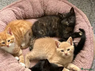 Domestic Shorthair cats Kitties looking for forever homes - Advert 4