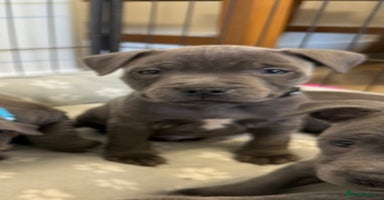 Staffordshire Bull Terrier dogs KC Registered Staff Puppies  - Advert 2