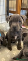 Staffordshire Bull Terrier dogs KC Registered Staff Puppies - Advert 2