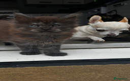 Maine Coon cats for sale: 2 xl tica active mainecoon kittens  - Image 2