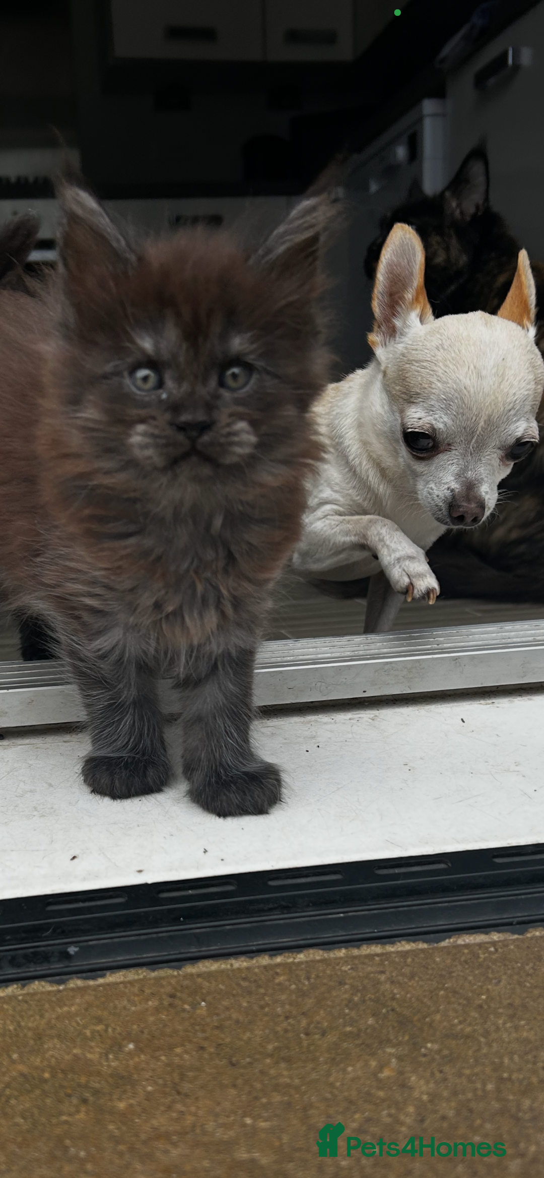 Maine Coon cats for sale: 2 xl tica active mainecoon kittens  - Image 2