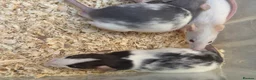 Rat rodents for sale: Young Dumbo Rats For Sale - Advert 3