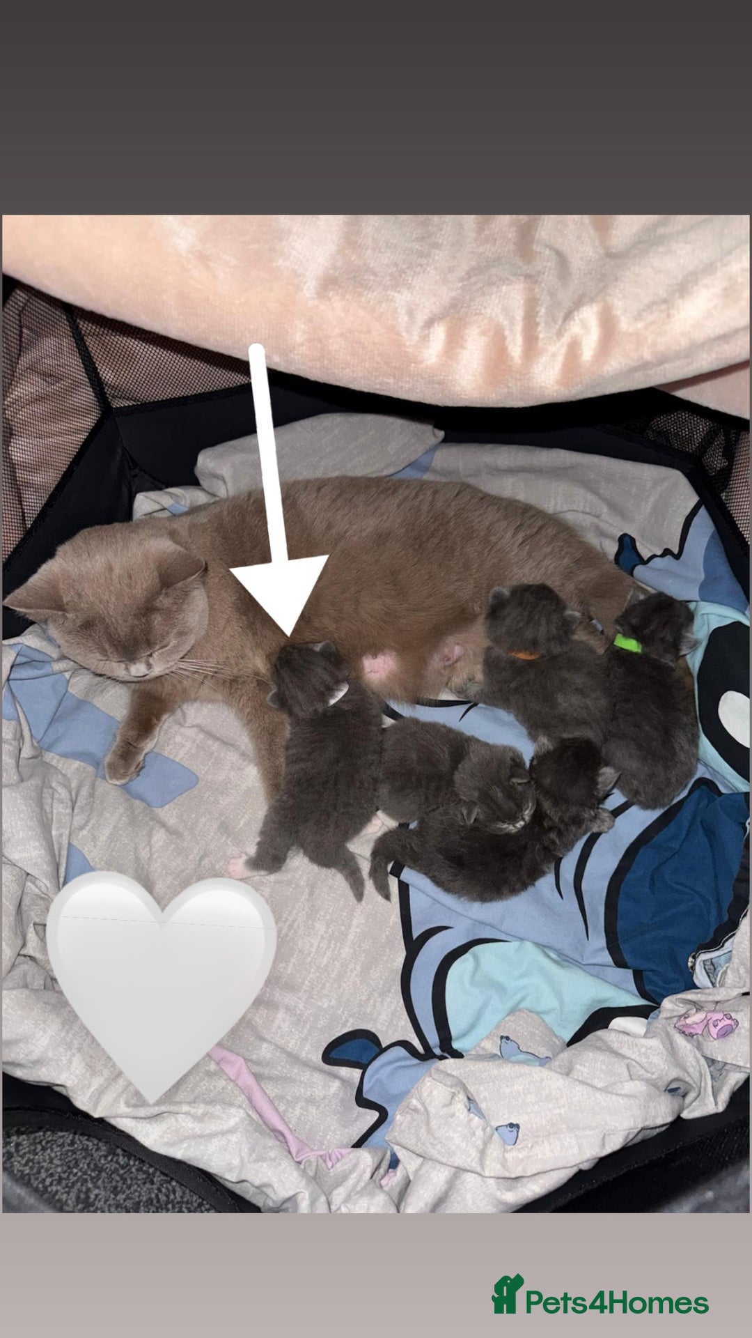 British Shorthair cats for sale: British Shorthair/Ragdoll - Advert 9