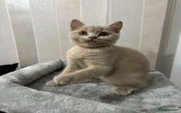 British Shorthair cats for sale: Stunning chunky British shorthair kittens GCCF Reg - Image 34