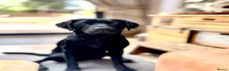 Labrador Retriever dogs for sale: 🐾 KC Registered Black Labrador Male – Enzo –  🐾 - Advert 4