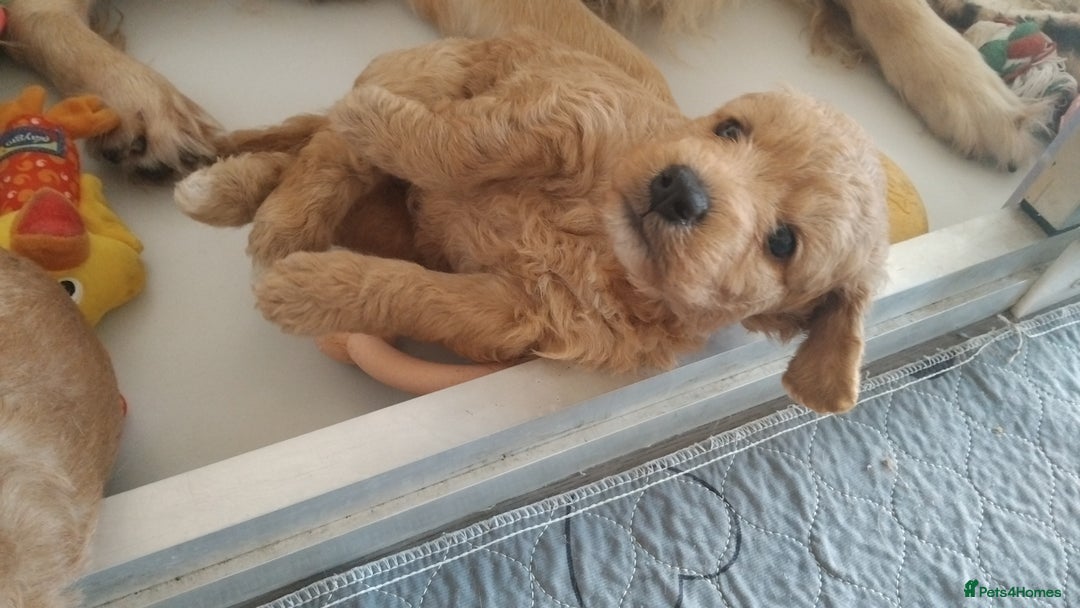 Goldendoodle dogs for sale: Goldendoodle Puppy 1 - F1 Minature Goldendoodle puppies  - Image 3