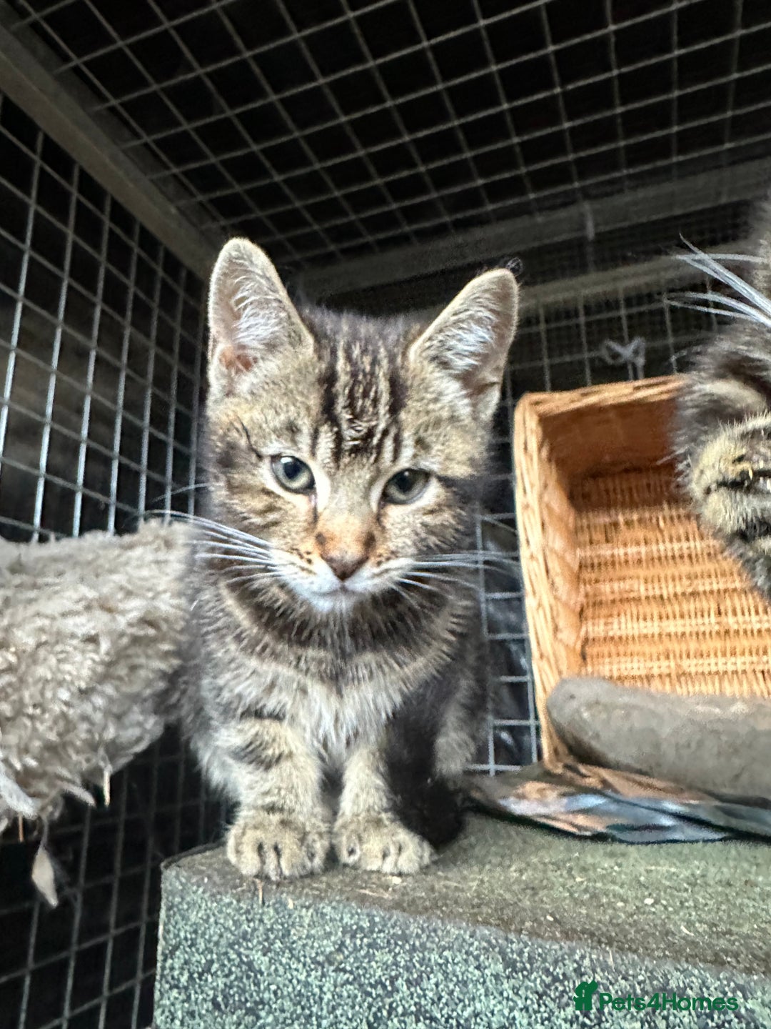 Bengal cats for sale: Beautiful part bred bengal kittens  - Image 4