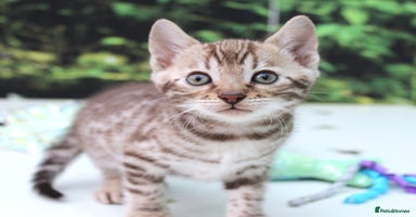 Bengal cats - Advert 15