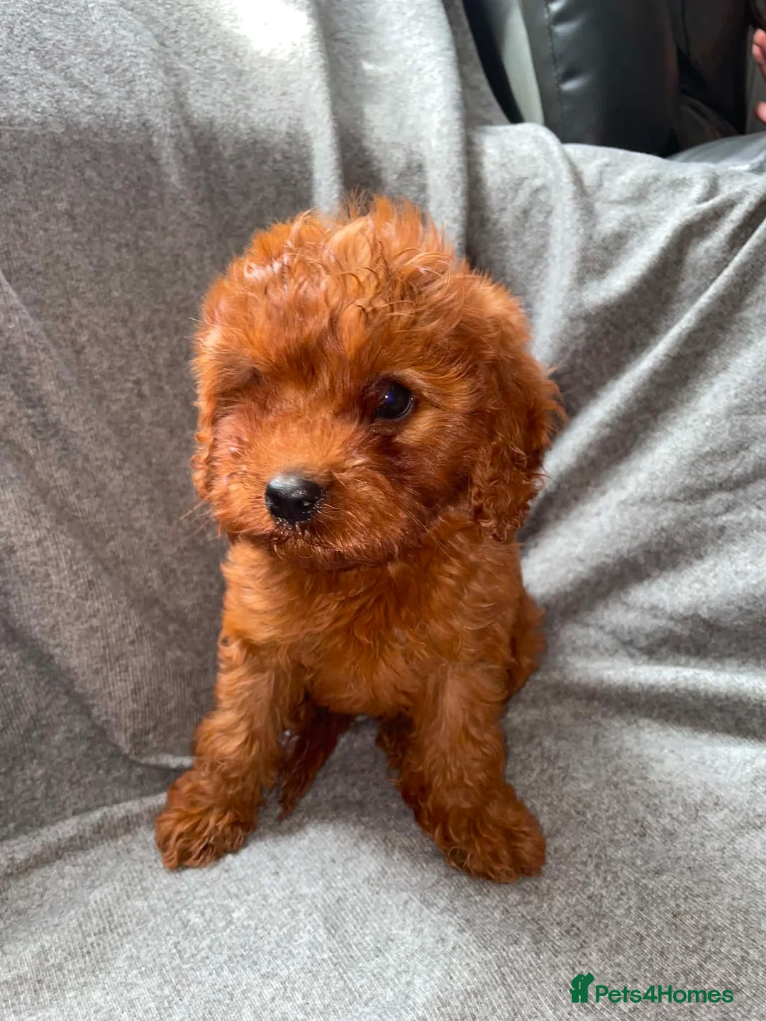 Cavapoo dogs for sale: Beautiful Red Cavapoo Girl – Ready Now in Milton Keynes - Advert 4
